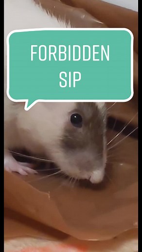 SqueakyKings on TikTok