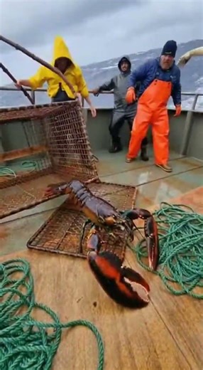 Giant Lobster Trap Haul! Massive Catch Unveiled! 🦞🦀 #lobster #fishing #seafood