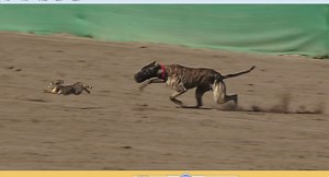 race dog vs rabbit coursing videos. subscribe us on youtube for more new greyhound racing videos. https://www.youtube.com/channel/UCemNWSdGM2n1VD4eT-i2AxQ | Greyhound Coursing Club