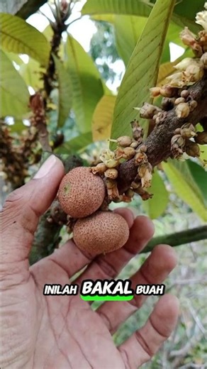 Mame Sapote #mamesapote #funny #bonsai #viral #agriculture #plant cultivation #gardening #fruit #...