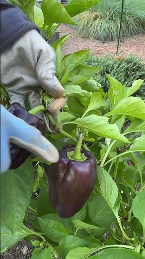 How to Harvest Purple Peppers