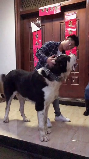 Hilarious Big Dog Videos Compilation