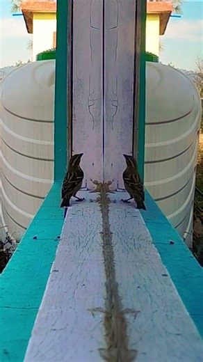 A beautiful sparrow dancing with her own reflection #sparrow #naturelife #wilderness #naturebeauty