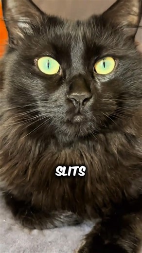 Why Cat Eyes Look Like Snakes