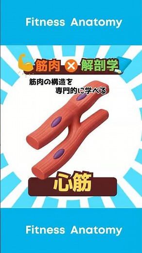 【筋肉×解剖学】心筋細胞について