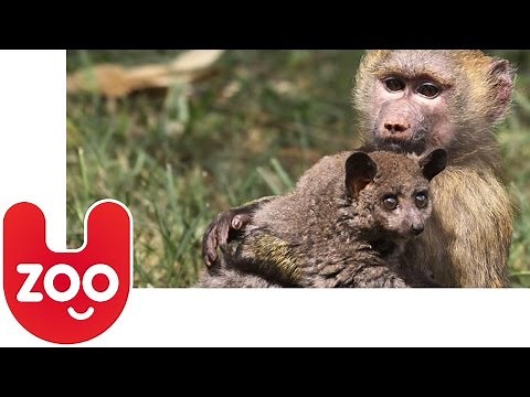 Baboon Adopts a Bushbaby