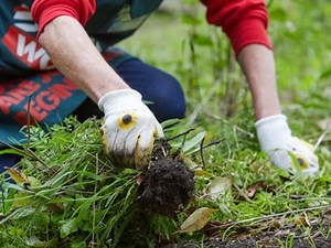 The Garden Diaries: VIC In September - Bunnings Australia