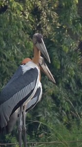 Hargila Bird Also Known As Greater Adjustment Stork Amazing Facts. #Hargila #Hargilabird #GreaterAdjustantStork #wildbirds #Assambird #birdlife #birdsfacts #viralpage #wildlifeplanet #wildlife #viralreels #factsreels #species #trendingreels #birdslover #reels #knowanytime | Know Anytime