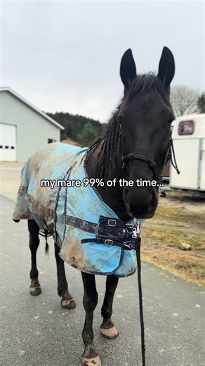 Meet My Adorable Mare: A Horse Lover's Dream