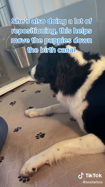 Dog Giving Birth Process: Understanding Labor and Delivery