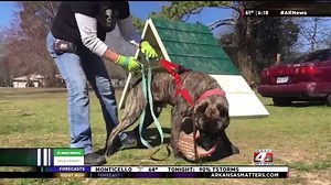 37K views · 288 reactions | ICYMI: D.J. Williams had the opportunity to learn how to train guard dogs at the K9 Experience in Little Rock. | KARK 4 News | Facebook