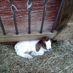 Weeds Got Your Goat? These Goats Will Get Your Weeds