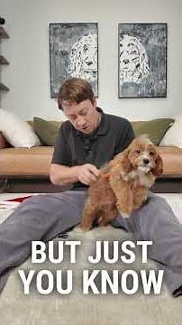 ✂️ Gentle grooming time with our Cavapoo pups 🐶💛