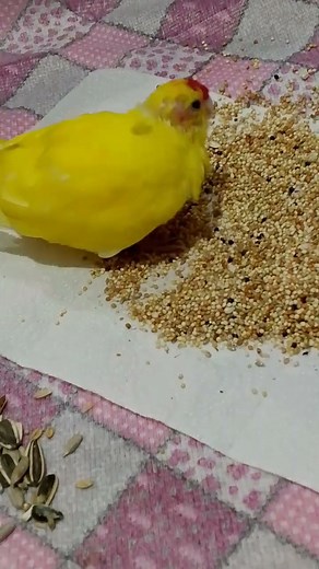 Siz Kral Şekeri Sevdiniz mi?