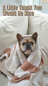 don’t blame me… #dogs #dogsofinstagram #dogreels #doglover #funnydog #bulldog #barked #weeklyfluff #frenchie #frenchies1 #frenchbulldog #frenchiegram #frenchiesofinstagram #dogoftheday #instagramdogs | Tungsten the Frenchie