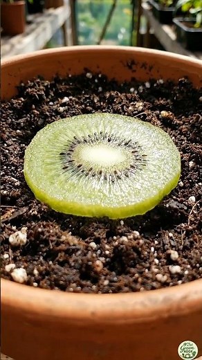 Grow Kiwi Plant from a Slice 🥝 | Amazing Seed to Fruit Journey