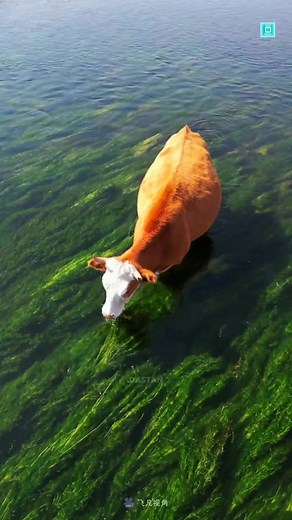 4K views · 25 reactions | Amazing Invention FoEGowSseup 勞 #factsdastan #ChinaFunFacts #factabout #reelschinese #chinese #China #ChallengeAccepted | Rewirs facts | Facebook