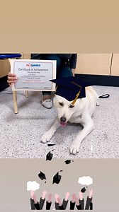83 reactions · 11 comments | Coco graduated today! He is such a cutie, I love him so much! <3 | Classic Carzone US | Facebook