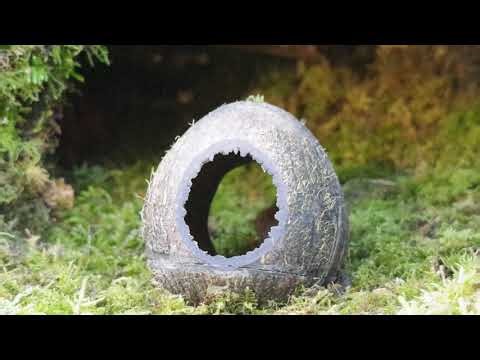 George the Mouse Shell-ebrating the Good Life .