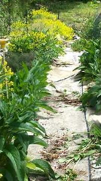 What to Plant Now: Comfrey (July 2023)