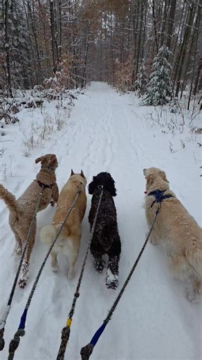 Wow, amazing job by Walter on his first 5K pack run this morning! Just when you think a dog might struggle to feel comfortable they knock it out of the park! Super pace this morning by this pack! | Sweaty Dog Fitness Company