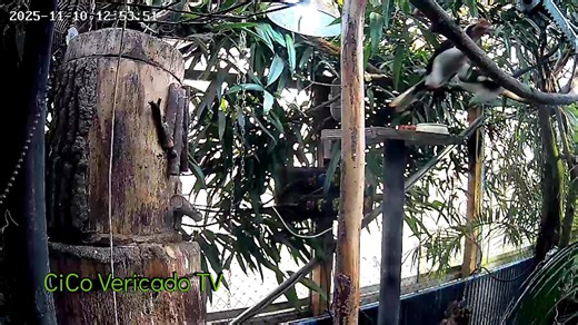 2K views · 27 reactions | De Von der Deckentokpop zit wederom ingemetseld. De kweekman voert de pop prima. De 2 jongen van het vorige legsel zitten nog bij de ouders zoals je ziet. #cicovericado #vonderdeckenhornbill #vonderdeckentokken | CiCo Vericado | Facebook