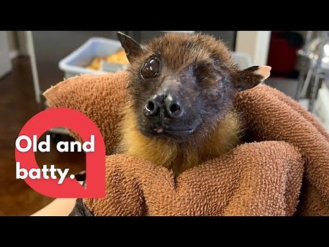 Meet the world's oldest bat who is too old to fly - but loves to sunbathe! | SWNS