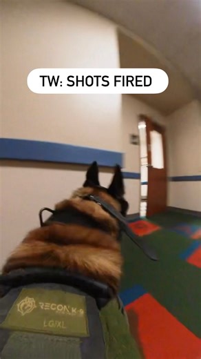 This K9 is training to make kids safer at school. In a pilot funded by our organization, led by Chris Moore, we are taking our training to help stop school violence to a new level. As you can see, this dog avoids friendly people and only is responsive to the person with the weapon. Currently, we have dogs on several college campuses and school districts keeping students safe. The demand from other schools for dogs is ever increasing. We urgently need more donations to ensure we can expand this p