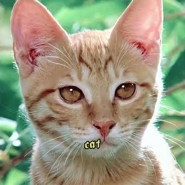 Misfortune Could Not Separate Them #movie#cat #dog