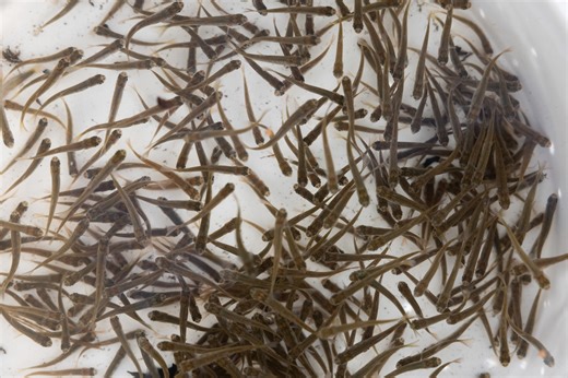 Using Genetic Identification to Find Spring-run Salmon and More