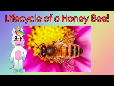 Lifecycle of a Honeybee for Kids - Fun Facts and Quiz for Kids