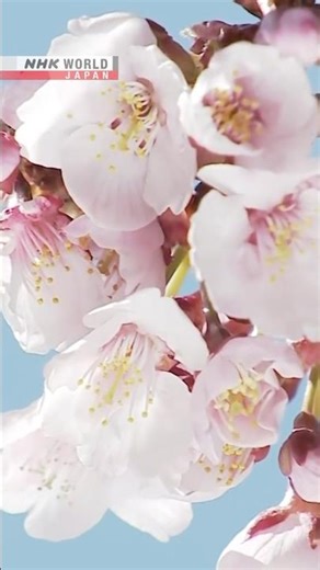 Cherry tree bloom kindles hope in TohokuーNHK WORLD-JAPAN NEWS #shorts