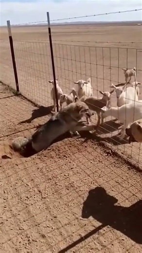 Goat Fights Back Against Wild Predator Intruder 🐐🔥