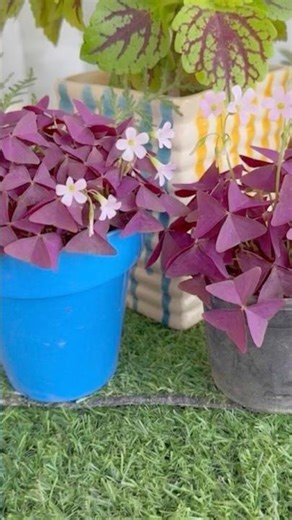 Chopping and propagation of oxalis triangularis 🪴 #plants #houseplants #garden #gardening