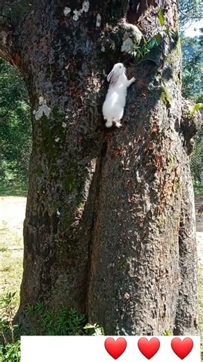 Bunny trying to climb on tree #bunny #Tree #shorts #pets