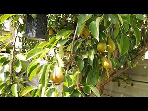 A conference pear tree in my backyard garden in London