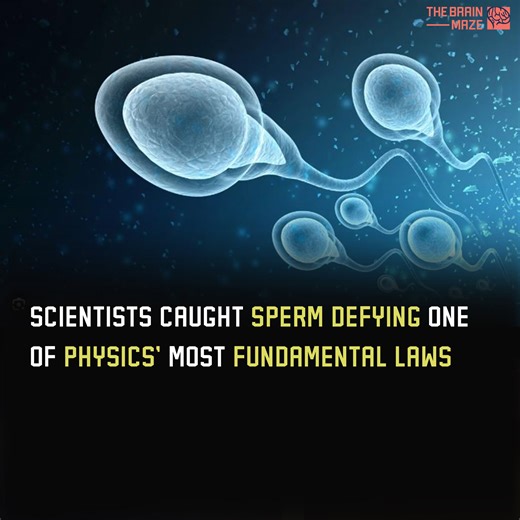 325K views · 3.3K reactions | What if one of Newton's fundamental laws of motion could be broken? How can sperm and microscopic algae defy the rules of physics? The link to the research paper: https://journals.aps.org/prxlife/abstract/10.1103/PRXLife.1.023002 | The Brain Maze | Facebook