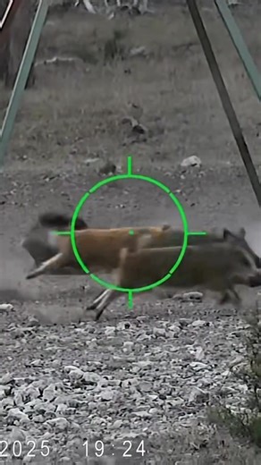 79K views · 1.1K reactions | Did someone order a 2 piece combo?  predatorpursuit #Sightmark #Wraith4k | Sightmark | Facebook