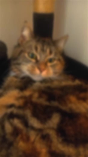 🌈👽🤴🧙‍♀️🪄🖖🔥Angie🌈🔥🌹👸 (@angie78xoxo)’s videos with original sound - The Cat Rapper ™😺🎤