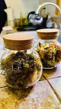 Create Your Own DIY Moss Terrarium! 🎍🫙🌱