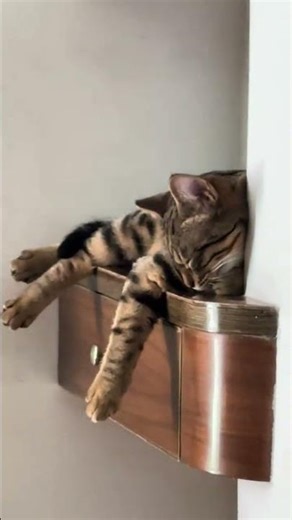 猫咪捉迷藏：释放你猫咪的隐藏本能