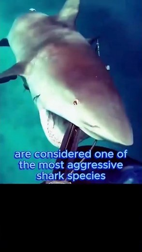 Meet the Most Aggressive Shark Species 🦈😨