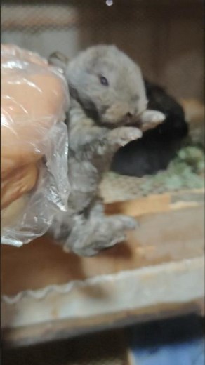 Rabbit Screams in Distress 🐇😱 💥