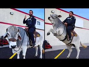 The Most Interesting Videos on the Internet