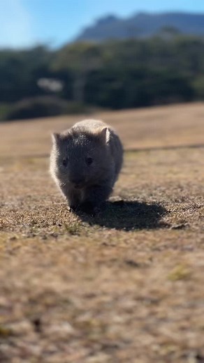 Wombats are the only animals in the world that produce cube-shaped poop! #fyp #wildlife #animalsoftiktok #wombat #nature #animals #trending