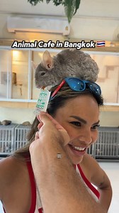 395K views · 2.3K reactions | Visiting an animal cafe for the first time in Bangkok Thailand @littledencafe Little Den Cafe (Crystal Design Center) #thailand #travel #bangkok | Bearded Travels | Facebook