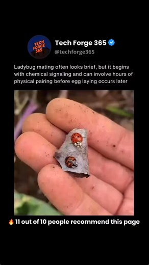 Tech Forge 365 | How It Works on Instagram: "Ladybug mating is a biological process closely tied to seasonal changes and food availability. As temperatures rise in spring or early summer, adults emerge from dormancy and begin searching for mates. Males locate females primarily through chemical signals called pheromones, which help them identify receptive partners among large populations. Once contact is made, mating involves prolonged physical pairing rather than a brief interaction. Although th