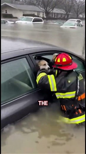 Don’t Buy Flooded Cars Until You Watch This!