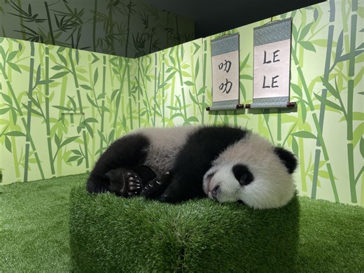 Baby panda ‘Le Le’ now accepting visitors at River Wonders | Coconuts