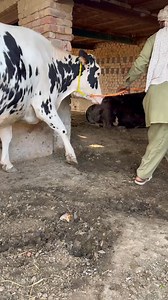 7K views · 294 reactions | #cow #dairyfarm #dairy_farming #modern_dairy_farming #modern_agriculture #agricultural_machines #amazing_technology #advance_technology #modern_technolog | Dairy Cow TV | Facebook